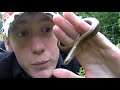 Britain in Cold Blood - Slow Worm take 2