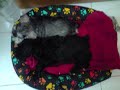 Lili e Estrela Bebês.wmv