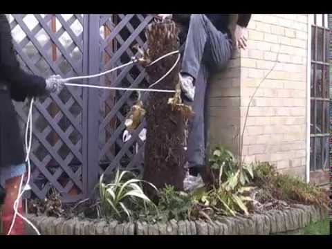 how to transplant bracken fern