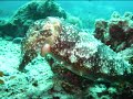 Tioman Salang Divers Paradise Tioman Salang Divers Paradise