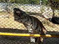 2 Tiger White.AVI