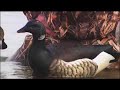 Using Quality Decoys
