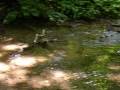 videos de Szalajka-völgy 2008
