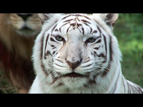 White Tiger
