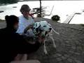 dalmatian itching