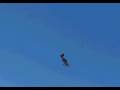 videos de More Extra300L from G4