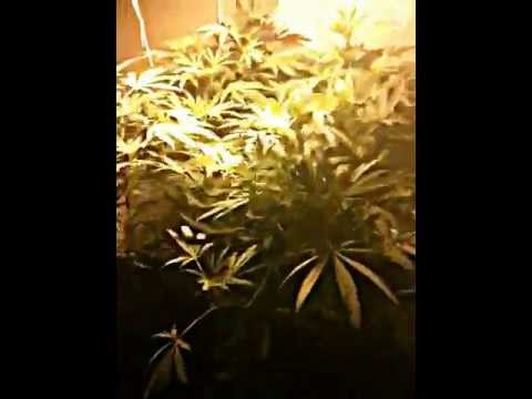 how to grow kens gdp