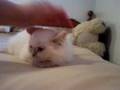 Updated Video of Buttercream - Male Cream Point Himalayan