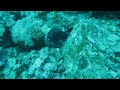 Click here to watch this video Spot the creature