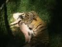 Child Tiger and Piglet Spooning