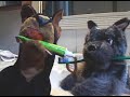31 Minutos - Mario Hugo - Doggy Style