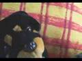 31 Minutos - Mario Hugo - Doggy Style