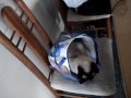 Tommy siamese cat
