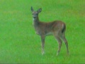 White-Tailed Deer