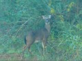 White-Tailed Deer