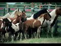 Irish Tradition : The Banks Of The Bann
