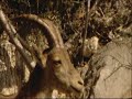 camale�n cabra montes gaviota- luis miguel dominguez avatar