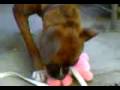 Yana con osito (mi puchuna)