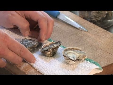 how to properly store fresh oysters