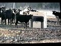 The Cardboard Cow