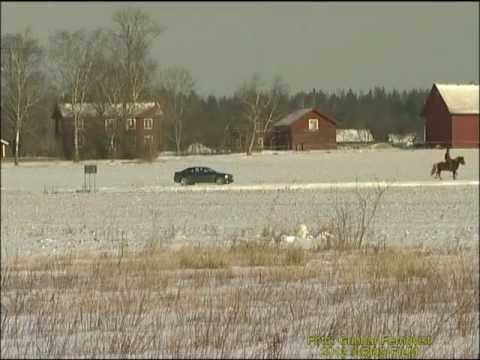 Fjälluggla - Fjälluggla. Svår att upptäcka i vinterlandskapet. Västmanland Mars 2001, Snowy Owl in Sweden, AROS FILM Fotograf: Gunnar Fernqvist.