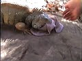 Rescues & Mating season problems Part 3