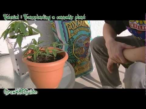 how to replant my weed plant