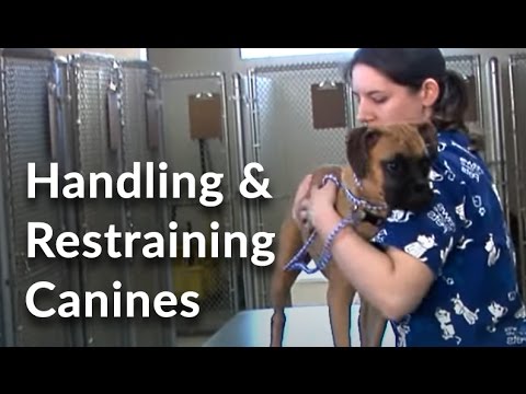 Veterinary Technician and Assistant Training: Handling and ...