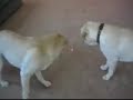 Labs Ben and Tegan playing with Laser Pointer