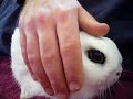 Little Dwarf Hotot Little Dwarf Hotot