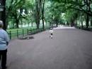 Elias walks Central Park NY