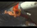Asbestos Environmental of Canada - (905)532-0202
