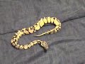 My Jungle Pastel Royal Python\
