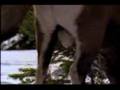 Bighorn Sheep Go Head To Head