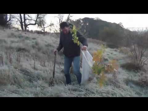 how to transplant yew tree