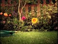 Drunk Flowers