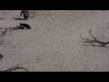 videos de African Penguins
