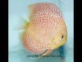 Discus Fish Keeping & Breeding Secrets
