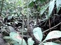 Agua de los Costarricenses, que nos da la vida, en peligro.