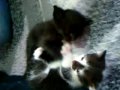 Babykatze Fight :D [18 Juni 2009]