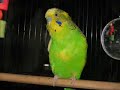 Pelle Pip