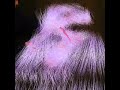 Allegra: Video-based Physical Model Animation