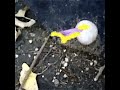 Allegra: Video-based Physical Model Animation