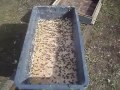 Видео - Наращиваем пчелу на ранний взяток.