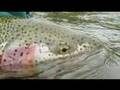 King Salmon on the fly-