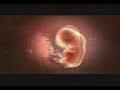 Embryo