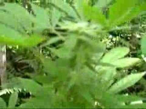 how to grow ak 47 weed