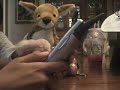 Webkinz- Prank Calling!