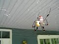 Banana spider eating grub.