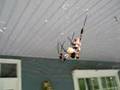 Banana spider eating grub.